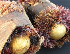 Martina Bakker-Schaafsma